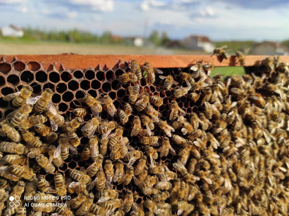 Home Of Nature - Kuca Prirode Odžak Exteriér fotografie